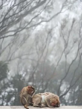 Monkeys in snow Stock Photos