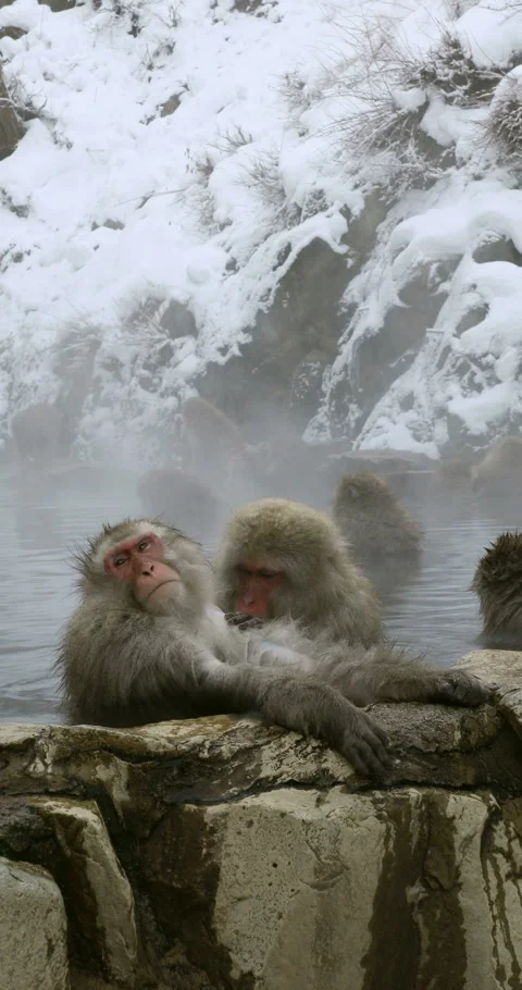 Monkeys Soaking in the Hot Springs of Hell Valley in Winter Video stock 332379867
