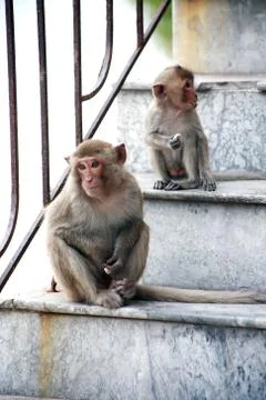 Monkeys On Staircase Stock Photos