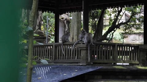 Monkeys in the streets 29 Stock Footage 260181193