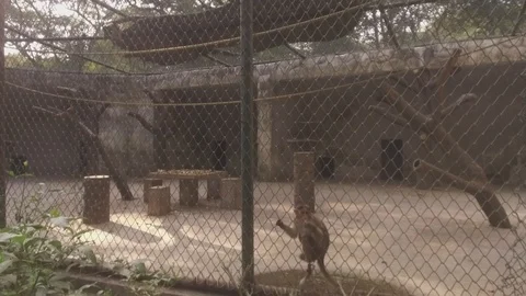 Monkeys In The Sunshine.. Stock Footage 97892399