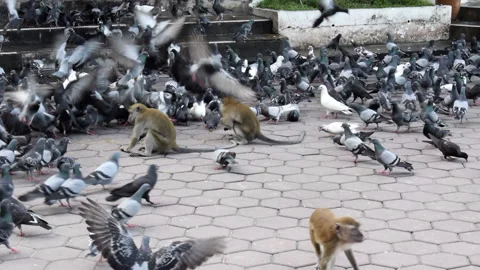 Monkeys surrounded by pigeons at Batu Caves Kuala Lumpur Stock Footage 157468855