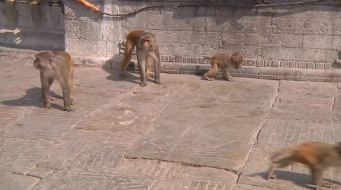 Monkeys in Swayambhunath, Kathmandu, Nepal Stock Footage 59792613