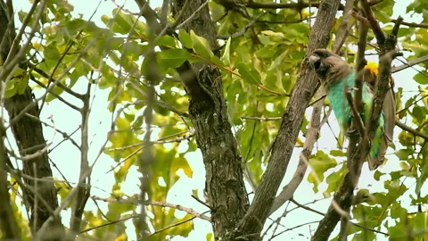 Monkeys swing through trees in Okavango Delta during sunny afternoon Stock Footage 326002251