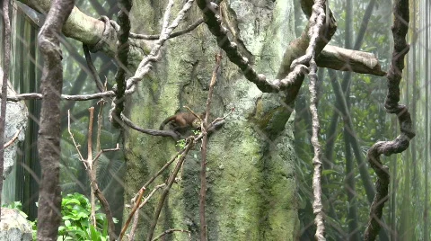 Monkeys swingin on vines Video stock 516960