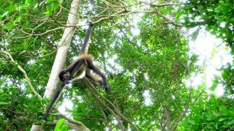 Monkeys swinging in trees tracking shot 스톡 동영상 279984627