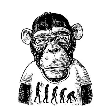 Monkeys in a T-shirt with the theory of evolution on the contrary Stock Illustration