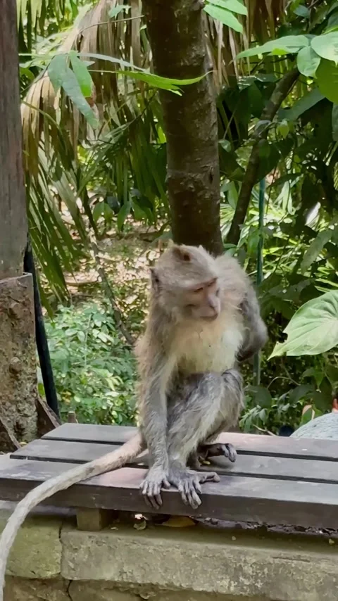 Monkeys take care of each other on the island of Bali Stock Footage 254873416