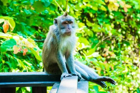 Monkeys in Tample in Monkey Forest, Ubud, Bali, Indonesia Stock Photos
