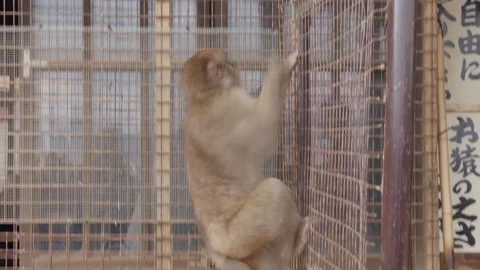 Monkeys on Temple Gate Stock Footage 316071243