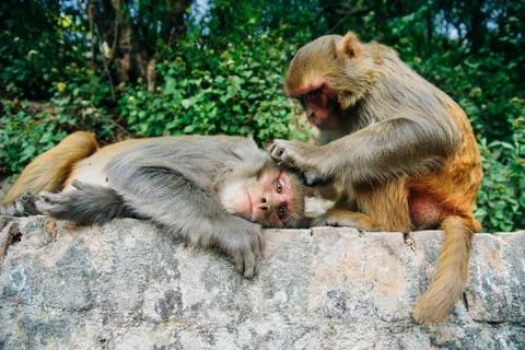 Monkeys in the Temple of Monkeys Stock Photos