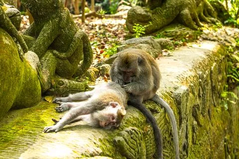 Monkeys at a temple in the sacred Monkey Forest, Ubud, Bali, Indonesia Stock Photos