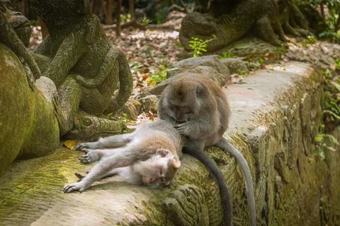 Monkeys at a temple in the sacred Monkey Forest, Ubud, Bali, Indonesia Stock Photos