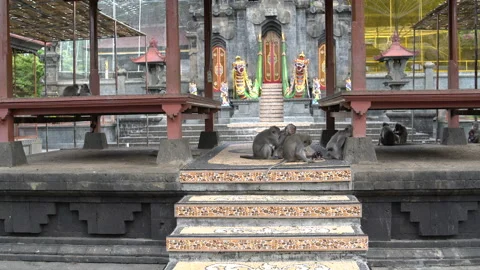 Monkeys on the territory of a Buddhist temple Stock Footage 91880597