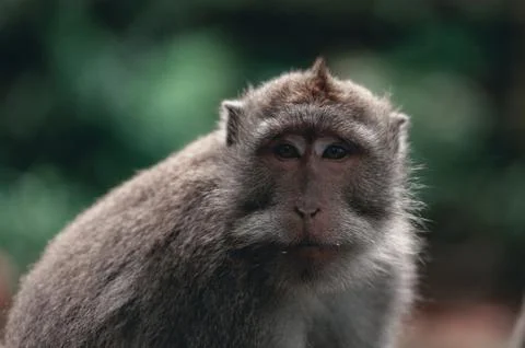 Monkeys on the territory Monkey Forest - a temple complex in Ubud among the Stock Photos