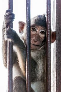 Monkeys of Thailand Stock Photos