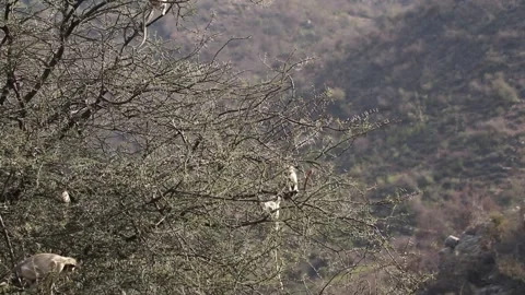 Monkeys on thorn tree and eating leafs. Stock Footage 170122270