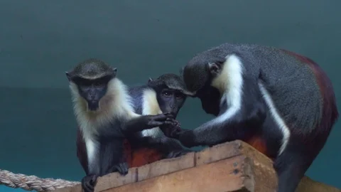 Monkeys together in zoo Stock Footage 115938005