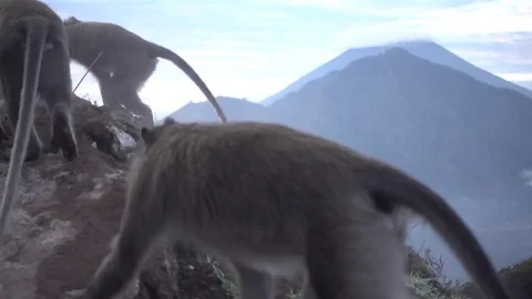 Monkeys on top of a mountain Video stock 83117299