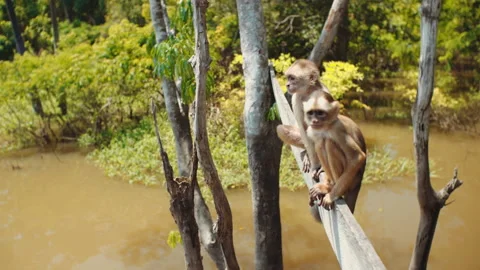 Monkeys at tree Amazon Forest Vídeo Stock 164048446