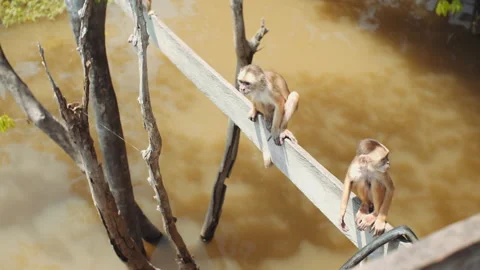 Monkeys at tree Amazon Forest Vídeo Stock 164048697