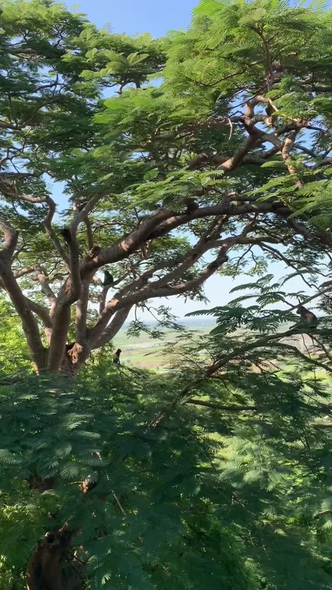 Monkeys on a tree, Battambang region Stock-Footage 340858306