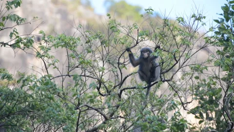 Monkeys on tree branches in the jungles Stock Footage 88193279