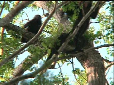 Monkeys in tree 스톡 동영상 2893414