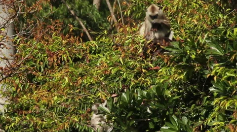 Monkeys in Tree Stock Footage 45619475