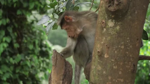 Monkeys in a Tree Stock Footage 52373356