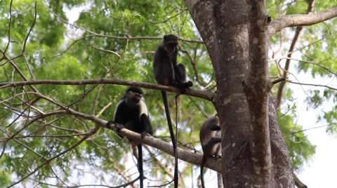 Monkeys in a tree Stock Footage 53071265
