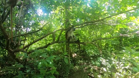 Monkeys on the tree Stock Footage 160624297