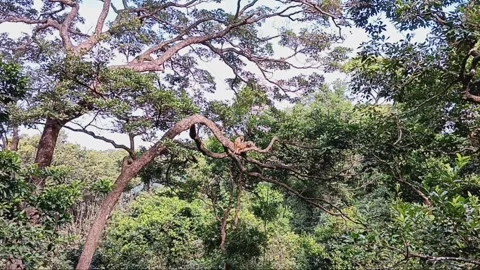 Monkeys on tree Stock Footage 261025065