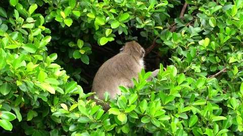 Monkeys on a tree 스톡 동영상 289271077