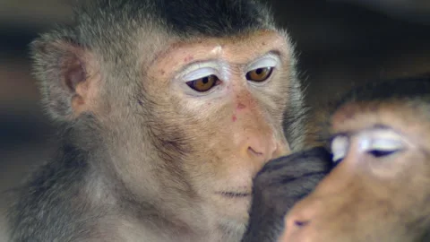 Monkeys on a tree Video stock 289271082