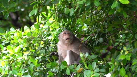 Monkeys on a tree Vídeos de archivo 289271099