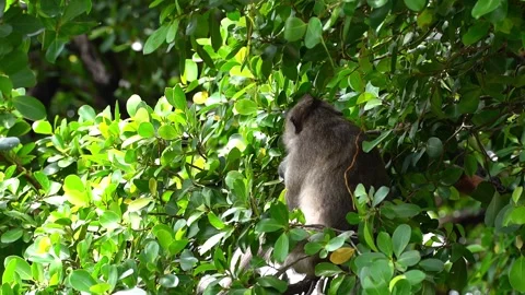 Monkeys on a tree Vídeos de archivo 289271101