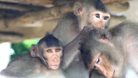 Monkeys on a tree Vídeos de archivo 289271103