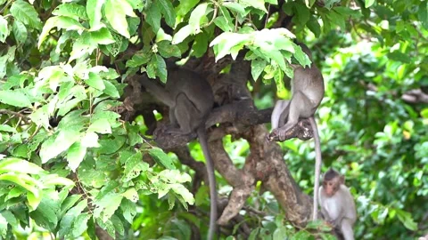 Monkeys on a tree Vídeos de archivo 289271114