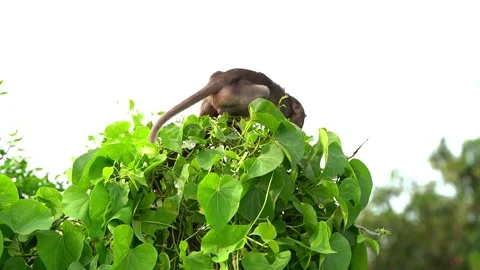 Monkeys on a tree Vídeos de archivo 289271122