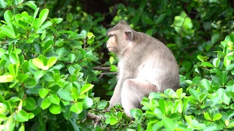 Monkeys on a tree Vídeos de archivo 289271132