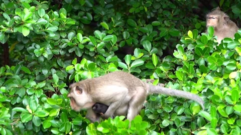 Monkeys on a tree Vídeos de archivo 289271134