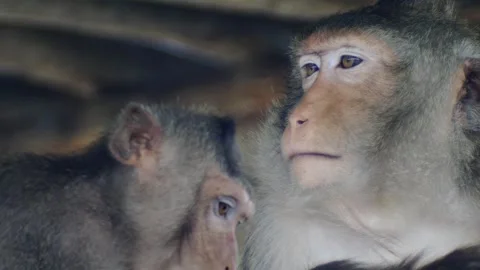 Monkeys on a tree Video stock 289271135