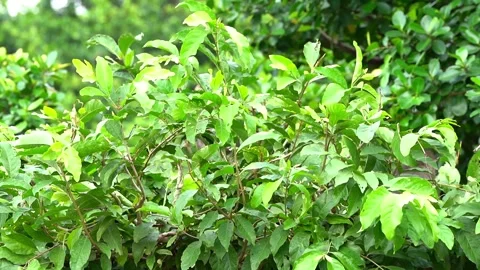 Monkeys on a tree Video stock 289271160