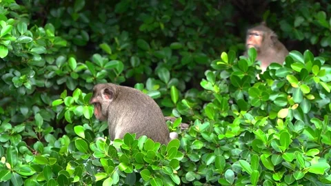 Monkeys on a tree Vídeos de archivo 289271164