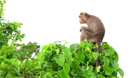 Monkeys on a tree Video stock 289271175