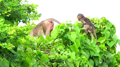 Monkeys on a tree Vídeos de archivo 289271176
