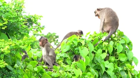 Monkeys on a tree Vídeos de archivo 289271188