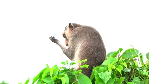 Monkeys on a tree Video stock 289271190