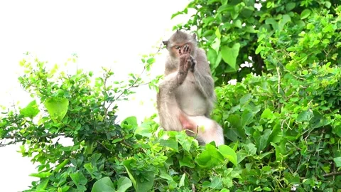 Monkeys on a tree Video stock 289271192